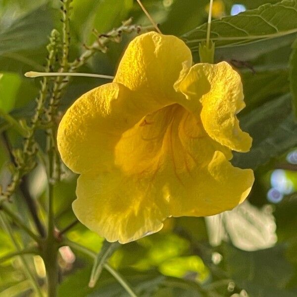 Tecoma stans Flower