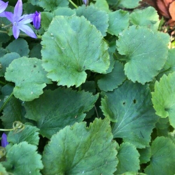 Campanula poscharskyana Leaf