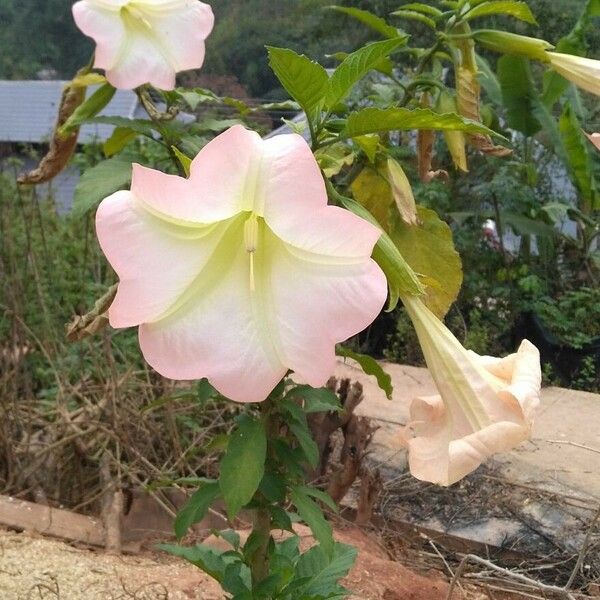 Brugmansia suaveolens Flower