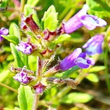 Clinopodium acinos Fiore