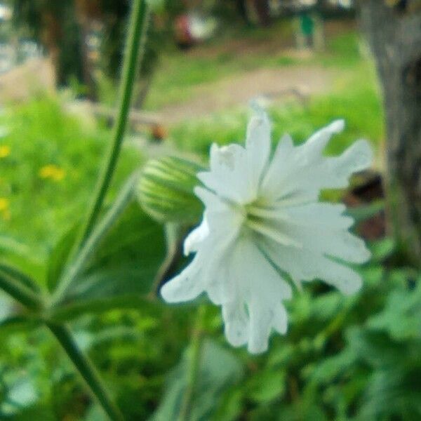 Silene dichotoma Flower