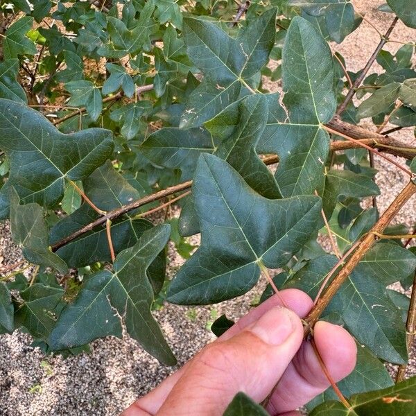 Acer obtusifolium Leaf