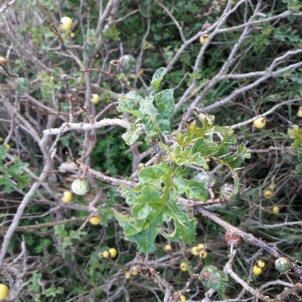 Solanum anguivi ᱥᱟᱠᱟᱢ