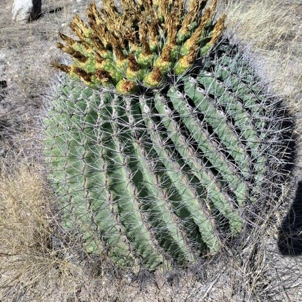 Ferocactus wislizeni برگ