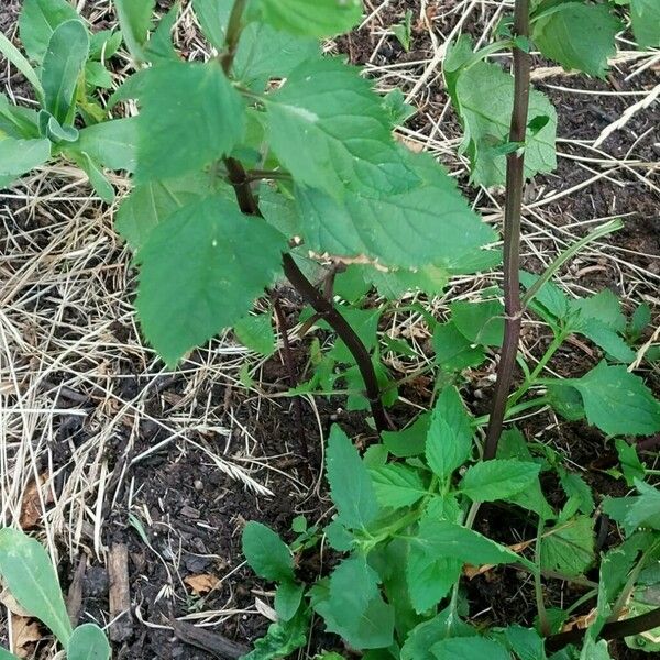 Scrophularia nodosa পাতা