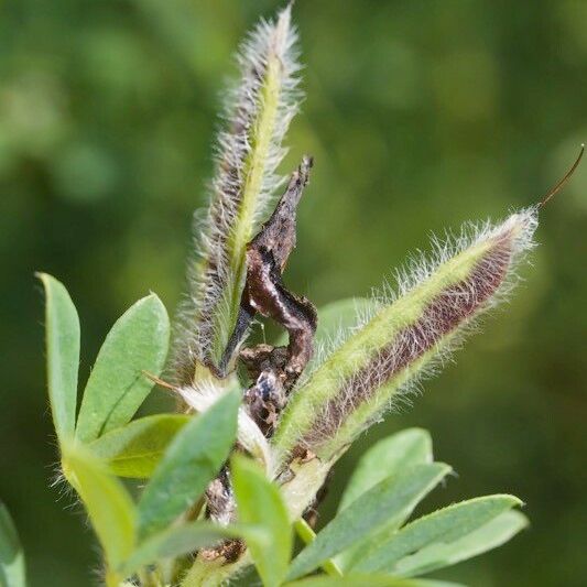 Argyrolobium biebersteinii Ostatní