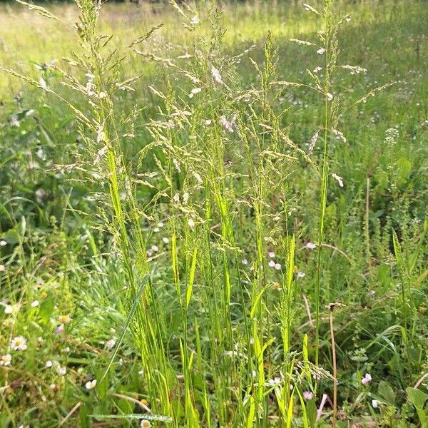 Poa trivialis Ліст