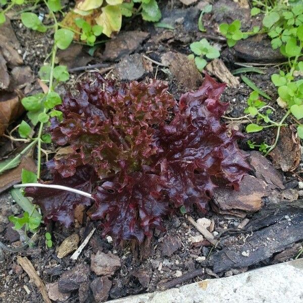 Lactuca sativa Fuelha