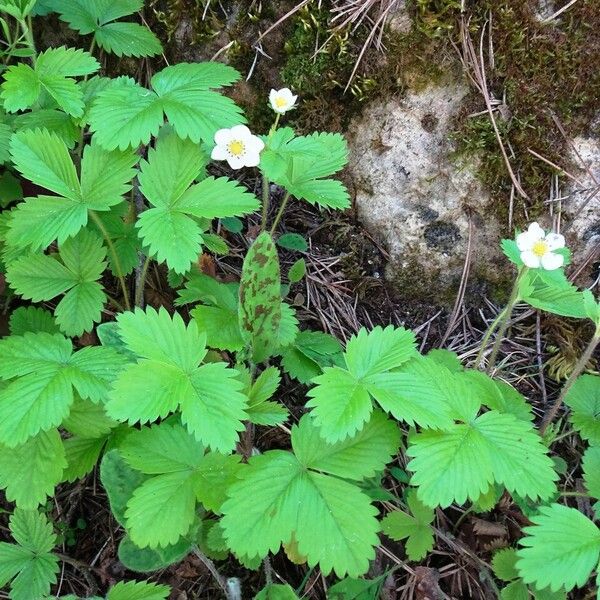 Fragaria vesca Hábitos