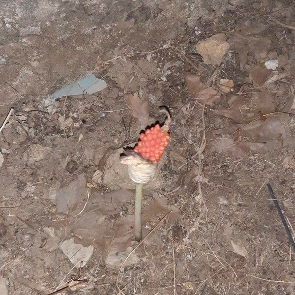 Arisaema triphyllum Plod