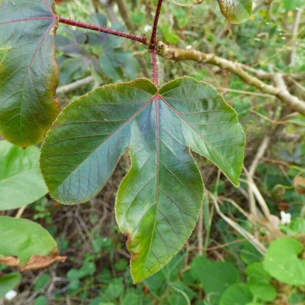 Jatropha gossypiifolia Leaf