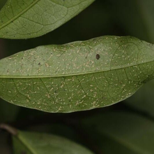 Tapura guianensis Deilen