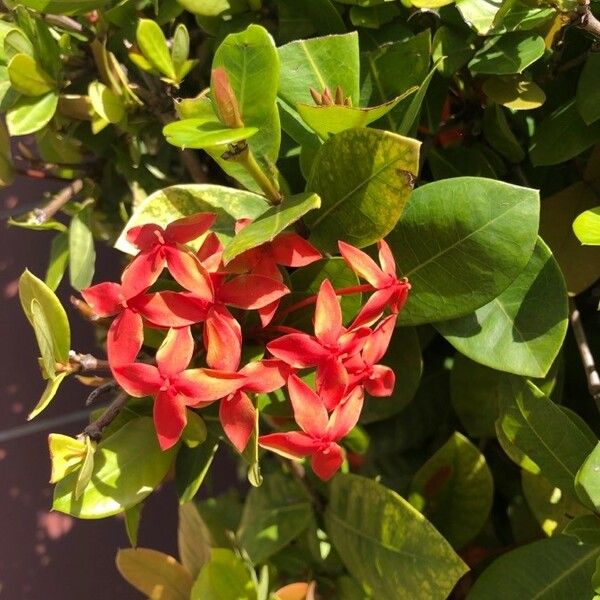 Ixora coccinea Kwiat