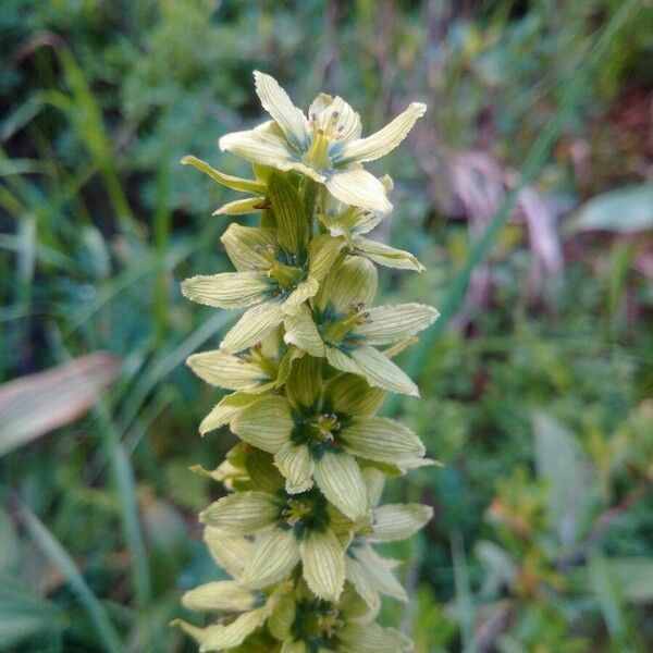 Veratrum album Flors