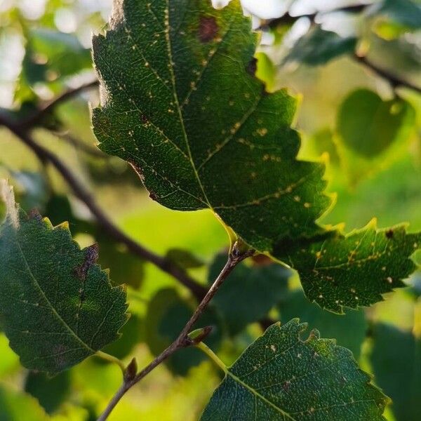 Betula pendula 葉