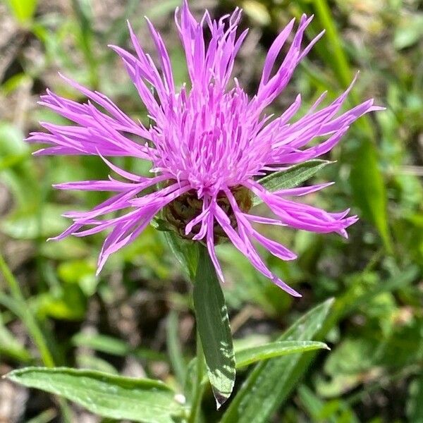 Centaurea jacea Floro