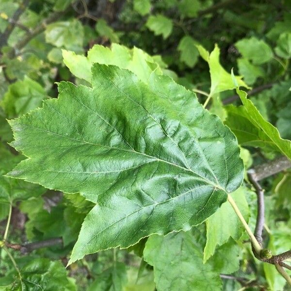 Torminalis glaberrima Blatt