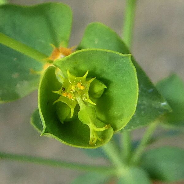 Euphorbia segetalis ফুল