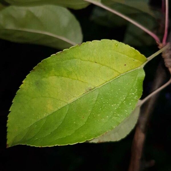 Malus sylvestris Folha