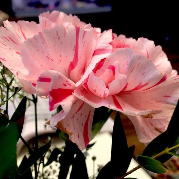 Dianthus caryophyllus Fleur