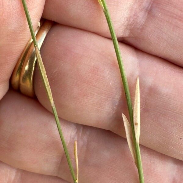 Linum maritimum Leaf