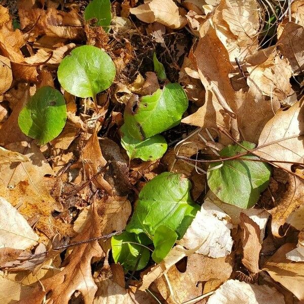 Pyrola asarifolia Foglia