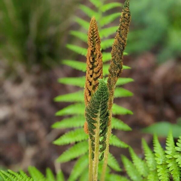 Osmundastrum cinnamomeum Hostoa