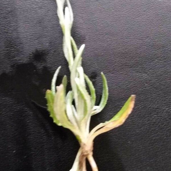 Xeranthemum cylindraceum Deilen