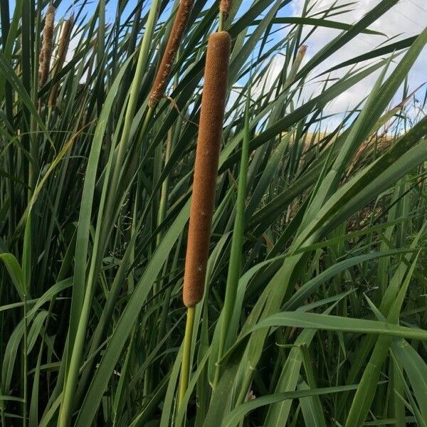 Typha domingensis Levél