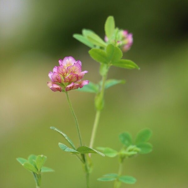 Trifolium grandiflorum List