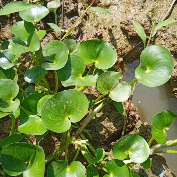 Heteranthera reniformis Leaf