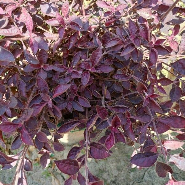 Alternanthera brasiliana Leaf