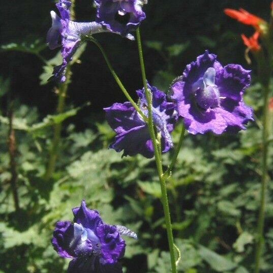 Delphinium polycladon Habitus