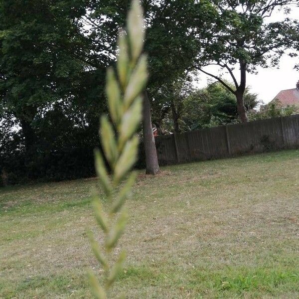 Elymus repens Flower