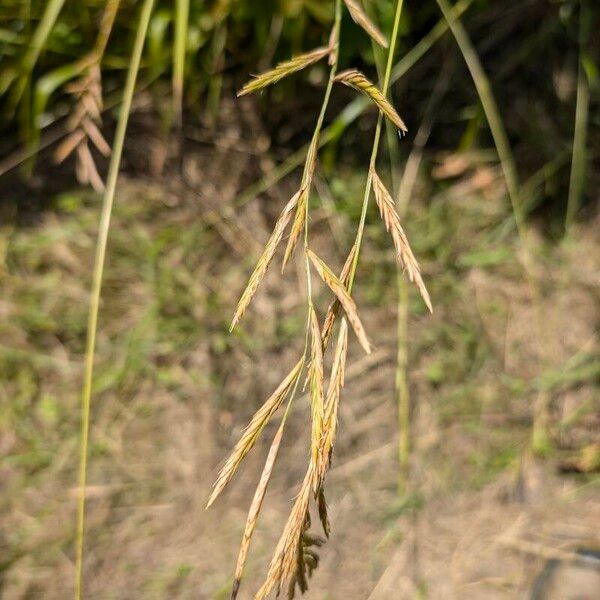 Brachypodium pinnatum Ffrwyth