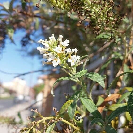 Buddleja asiatica Blüte