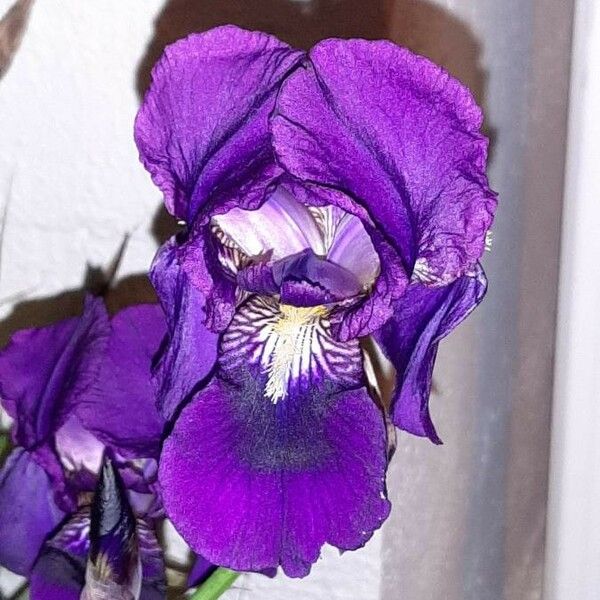 Iris × germanica Bloem