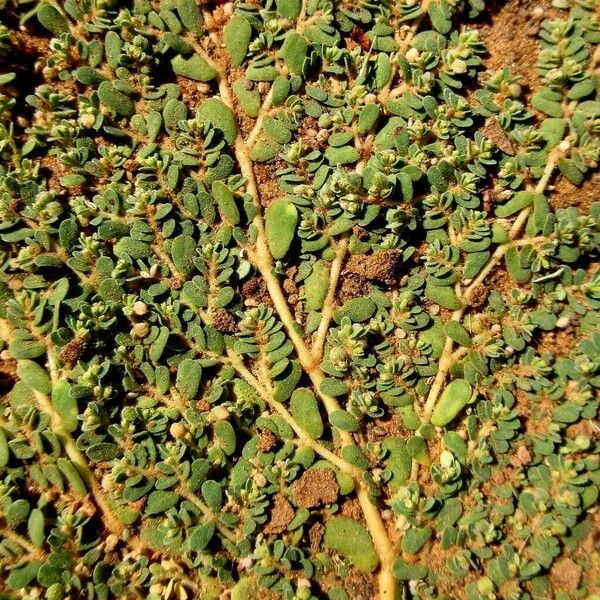 Euphorbia granulata Leaf