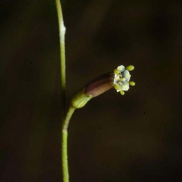 Schwenckia americana Fruchs