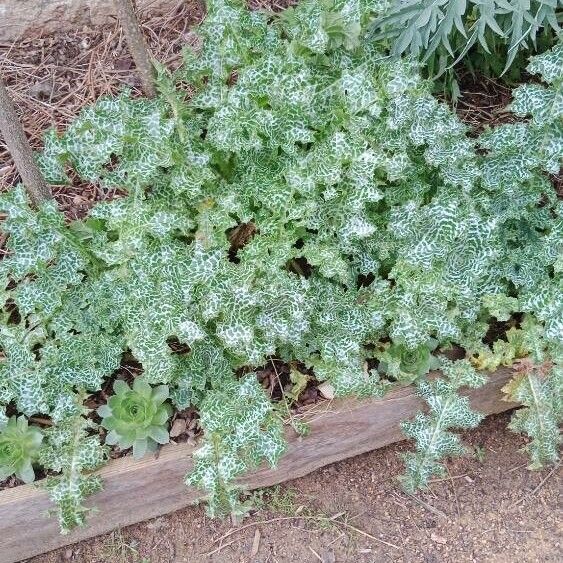 Silybum marianum Hábitos