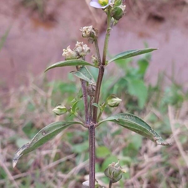 Exacum oldenlandioides Habitat