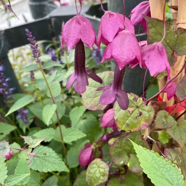 Rhodochiton atrosanguineus Flower