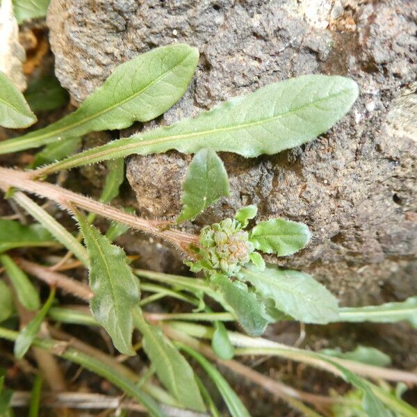 Reseda phyteuma Fulla