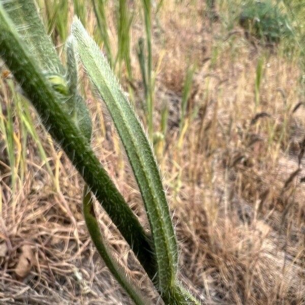 Amsinckia menziesii পাতা