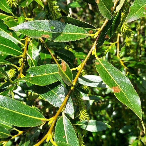 Salix pentandra Blad