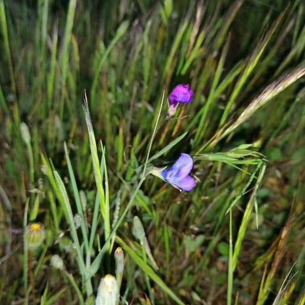 Lathyrus angulatus Flower