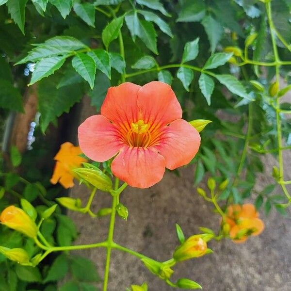 Campsis grandiflora Flower