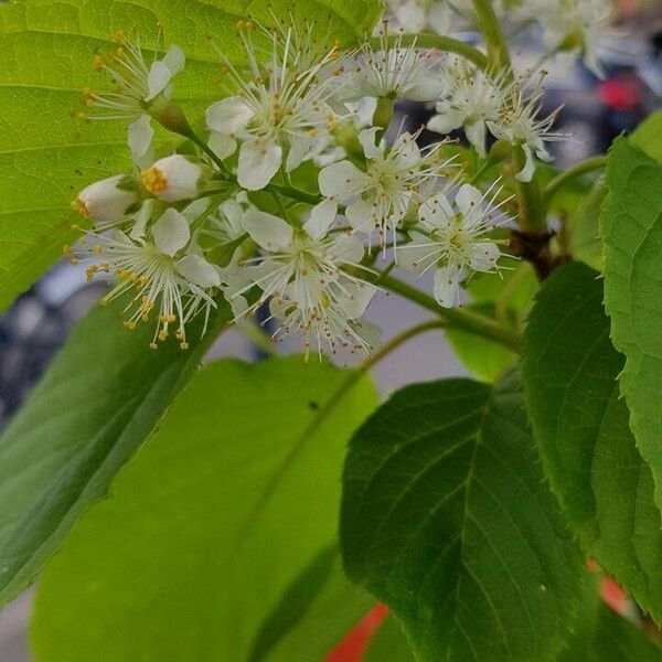 Prunus maackii Blomst
