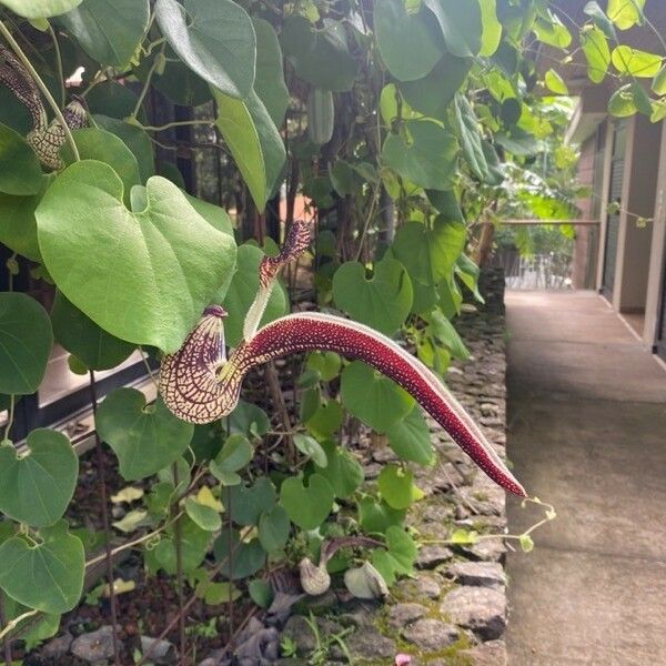 Aristolochia ringens Цветок