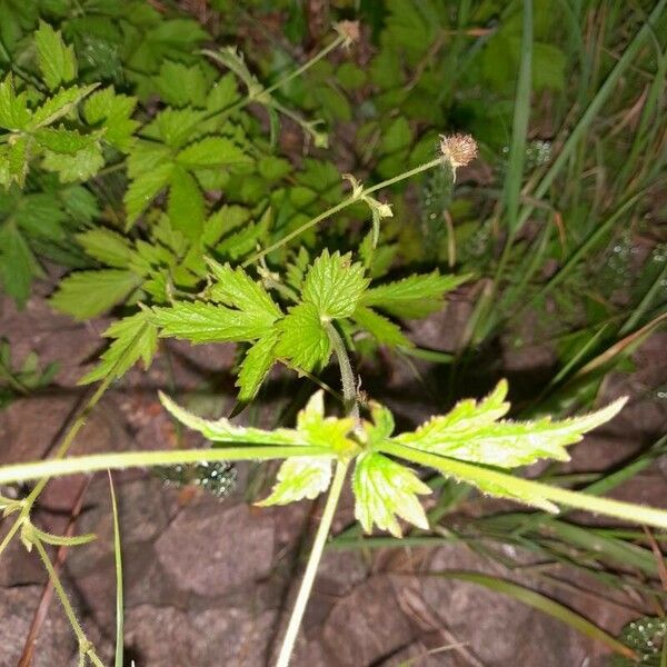 Geum laciniatum Лист